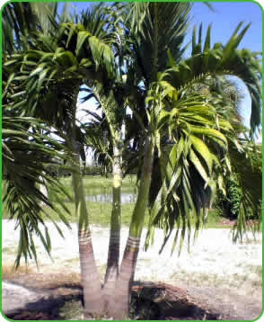 Set of three Christmas Palm Trees.
